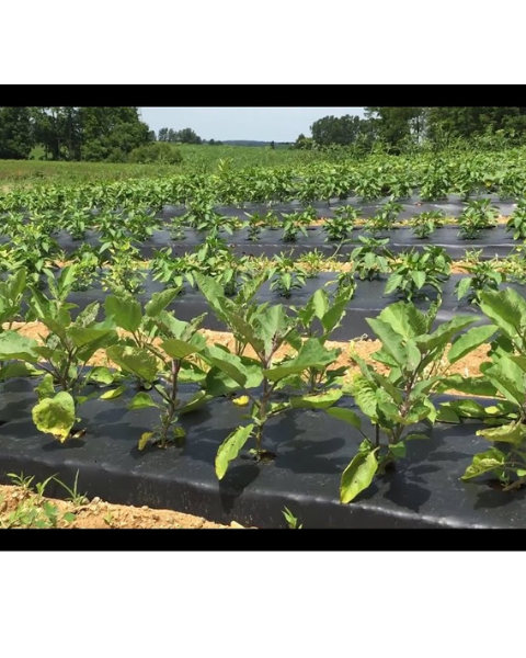 SIDDHI PLASTIC MULCHING FILM/ MULCHING PAPER (WIDTH- 4 FOOT) LENGTH 400 METER