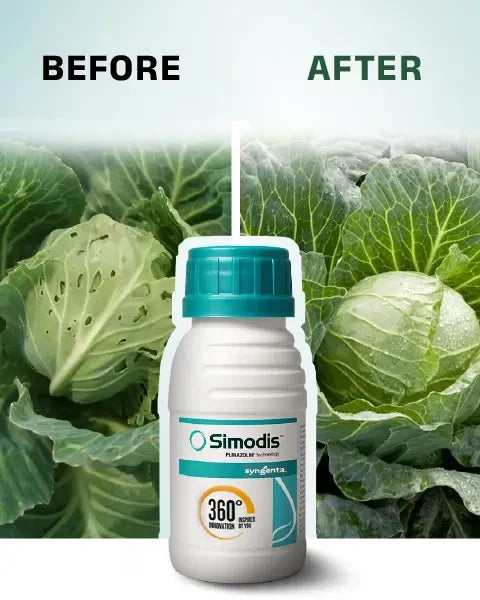 Image of cabbage plant before and after applying Simodis Insecticide