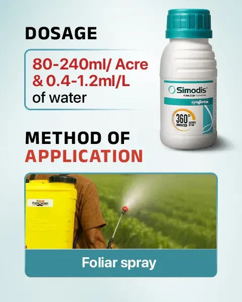 Foliar application of Simodis at recommended dose 80-240 ml per acre or 04-12 ml per liter of water