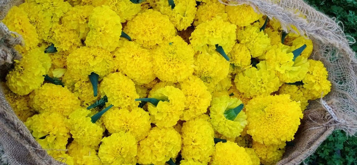 SW 502 MARIGOLD