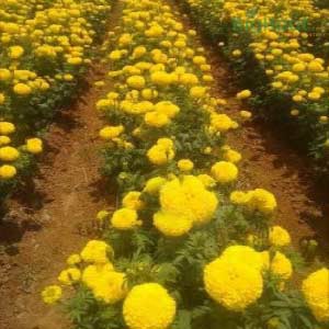 SW 506 YELLOW MARIGOLD SEEDS