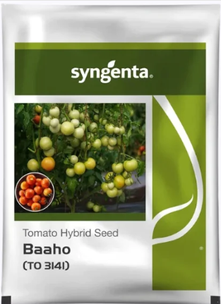 Syngenta Tomato Hybrid Seed Baaho (TO 3141) packet, featuring images of green and ripe red tomatoes on the vine.