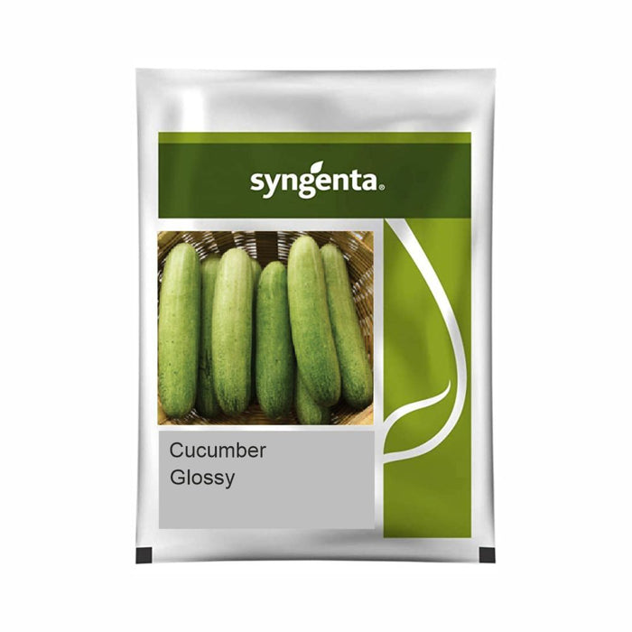 Packet of Syngenta Glossy Cucumber Seeds