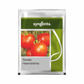Syngenta Tomato Heemshikhar seed packet displaying a picture of bright, ripe red tomatoes on the vine.