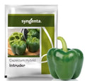 Syngenta Intruder F1 Hybrid Capsicum seed packet showing dark green, blocky bell peppers with thick walls.