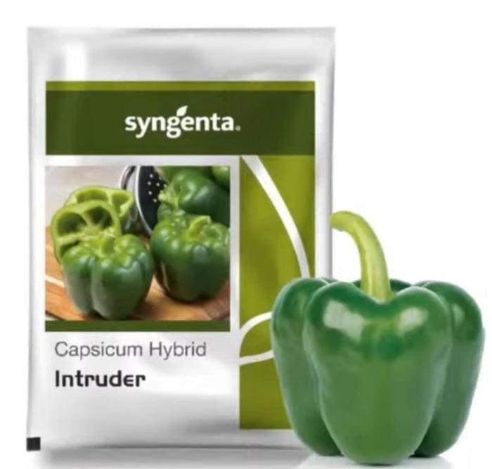 Syngenta Intruder F1 Hybrid Capsicum seed packet showing dark green, blocky bell peppers with thick walls.
