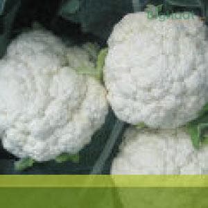 Fresh cauliflower heads with dense, white curds surrounded by dark green leaves.