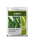 Syngenta royal bullet chilli seeds packet