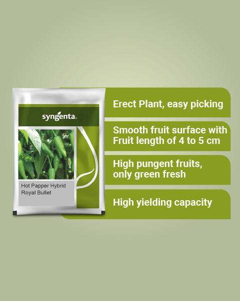 Image showing benefits of syngenta royal bullet chilli seeds