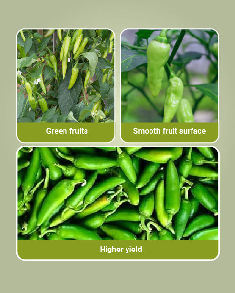 Image showing how was is the chilli grown from syngenta royal bullet chilli seeds