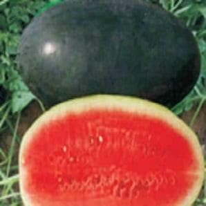 A whole, dark green Sugar Queen watermelon lying on vines next to a freshly cut half showing bright red flesh.