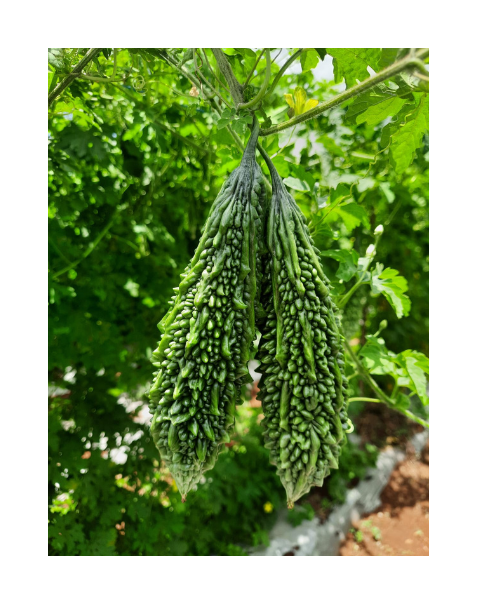Syngenta Vallav Hybrid Bitter Gourd Seeds