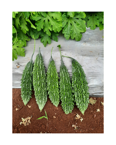 Syngenta Vallav Hybrid Bitter Gourd Seeds
