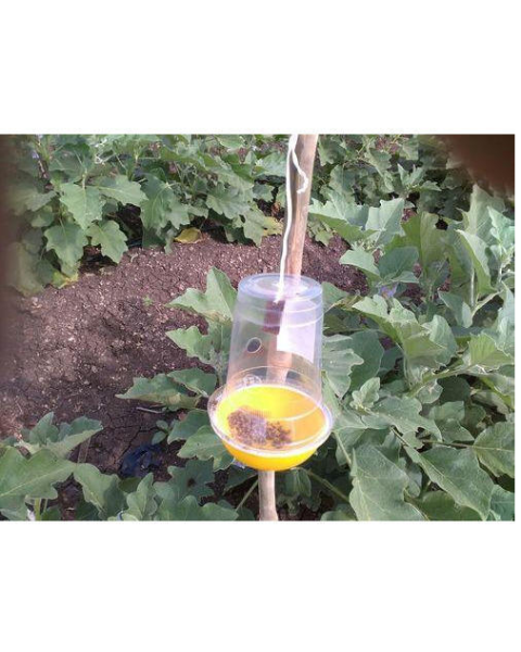 Image showing Tapas Fruit Fly Lure Ipm trap in field.