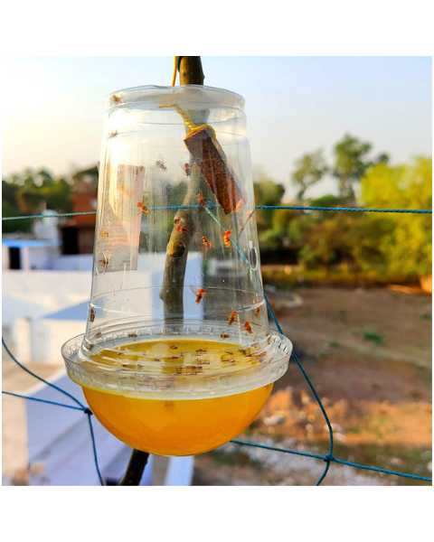 Image showing Tapas Fruit Fly Lure trap in top of the building.