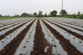 Rows of young green crops growing through plastic mulch film on an agricultural farm field under a cloudy sky.