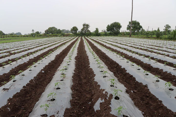 Rows of young green crops growing through plastic mulch film on an agricultural farm field under a cloudy sky.