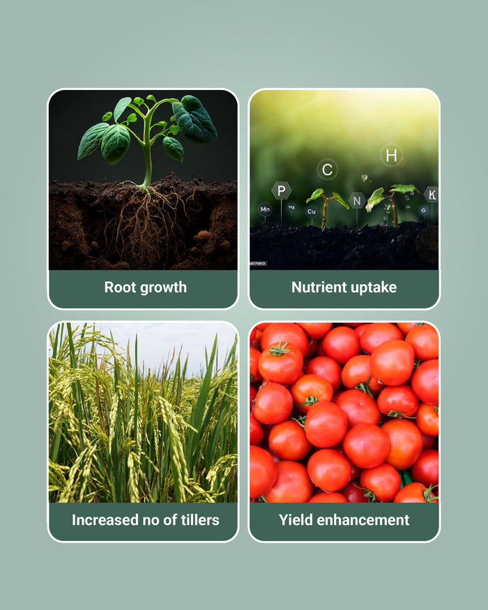 Image showing growth stage plants growth by Tata Ralligold GR Biofertilizer and its benefits