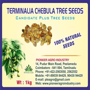 TERMINALIA CHEBULA TREE SEEDS