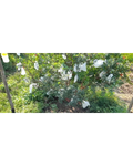 VEDANT FRUIT COVERS