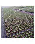 VEDANT LOW TUNNEL WIRE - PACK OF 200