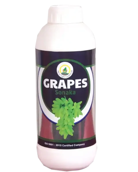 VENUS GRAPES SONAKA