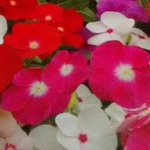 VINCA