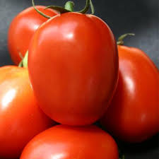 Image showing a Cucumber grown from Namdhari NS 404 F1 Hybrid Cucumber Seeds.