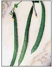 Long, dark green ribbed ridge gourds with yellow flowers growing on a vine. Ideal for demonstrating the harvest quality of Aarti F1 seeds.