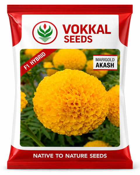 VOKKAL - AKASH - Marigold