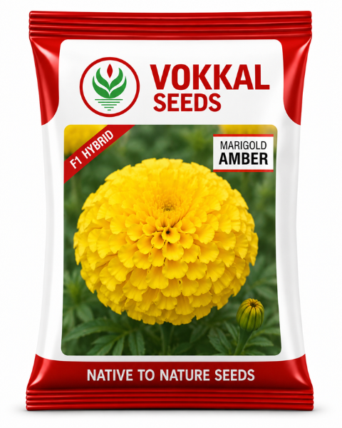 Vokkal Amber Marigold Seeds- Tall, Bushy, 60-90cm, Yellow Flowers, High Yield