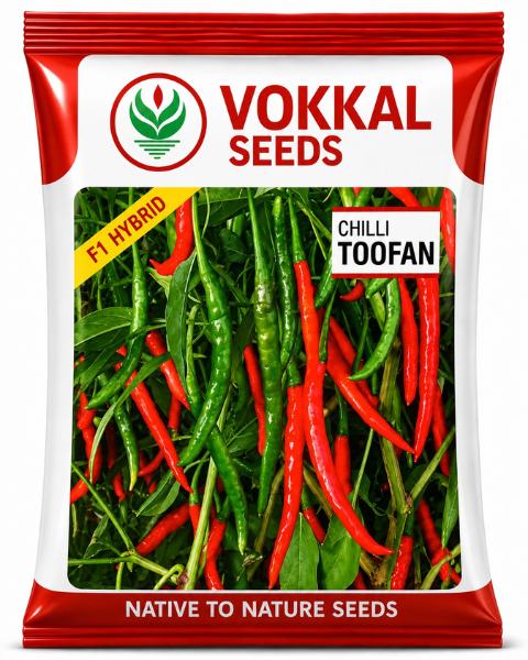 Vokkal Toofan Chilli Hybrid- Semi-Erect, 8-10cm Fruit, High Yield