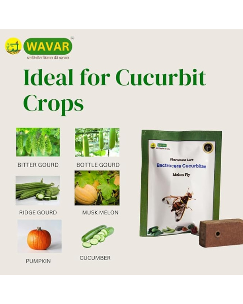 Wavar Fruit Fly Trap Cucurbitae Lure– Effective Pest Control in Cucurbits