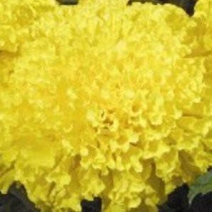 YELLOW MAX 2 MARIGOLD