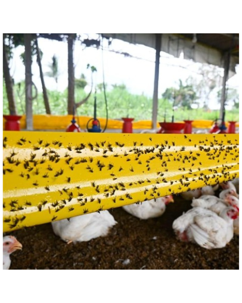 Yellow sticky roll- 30cm×100m sticky trap for insects (whitefly, aphids & fruit fly) IPM Suitable | TAPAS