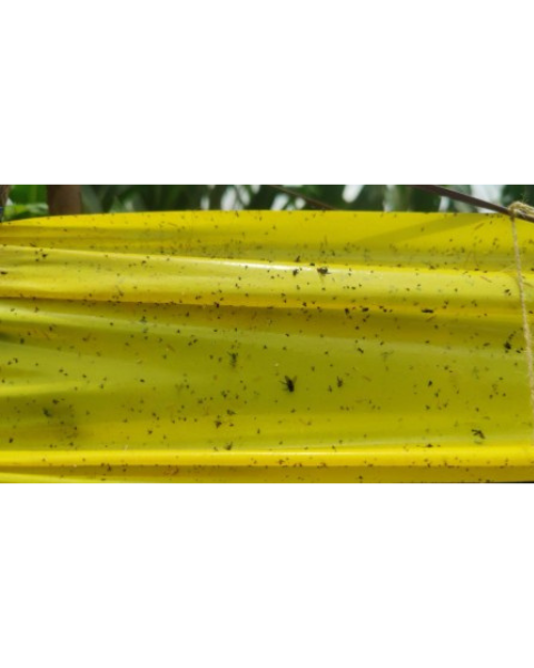 Yellow sticky roll- 30cm×100m sticky trap for insects (whitefly, aphids & fruit fly) IPM Suitable | TAPAS