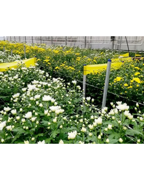 Yellow sticky roll- 30cm×100m sticky trap for insects (whitefly, aphids & fruit fly) IPM Suitable | TAPAS