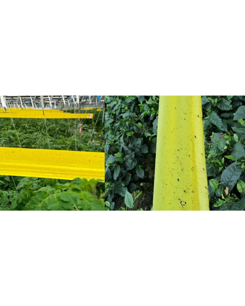Yellow sticky roll- 30cm×100m sticky trap for insects (whitefly, aphids & fruit fly) IPM Suitable | TAPAS